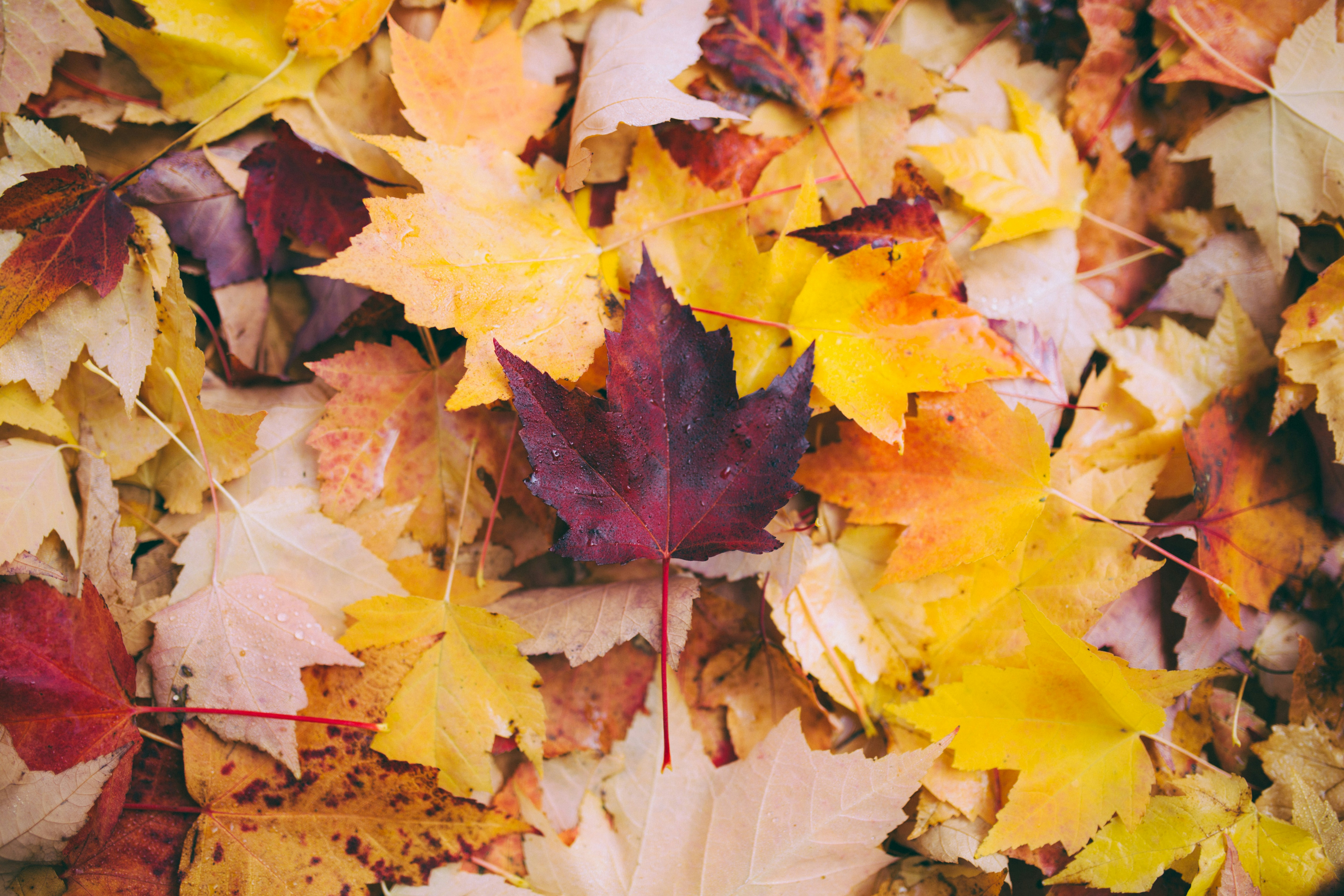greg shield kAc0En1s1h8 unsplash